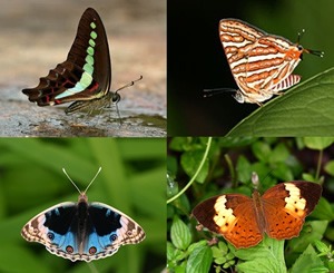 IndianButterflies2